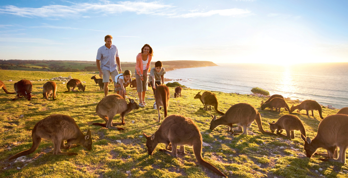 kangaroo kangaroo