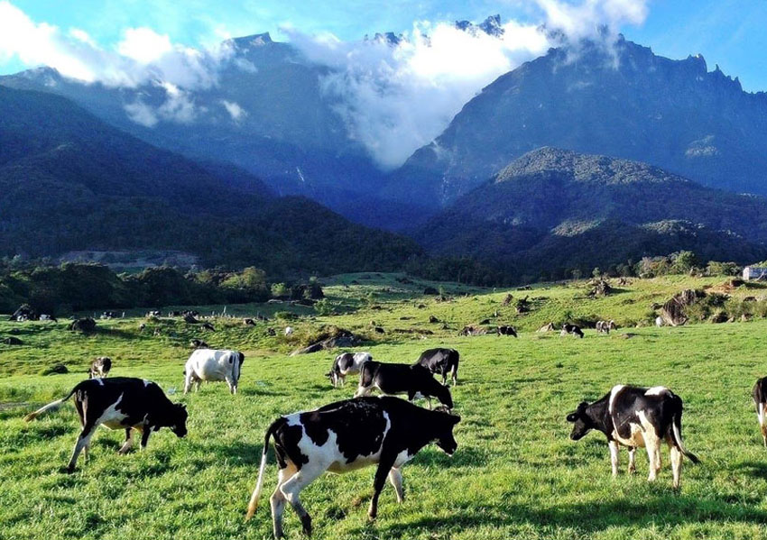 Kundasang1