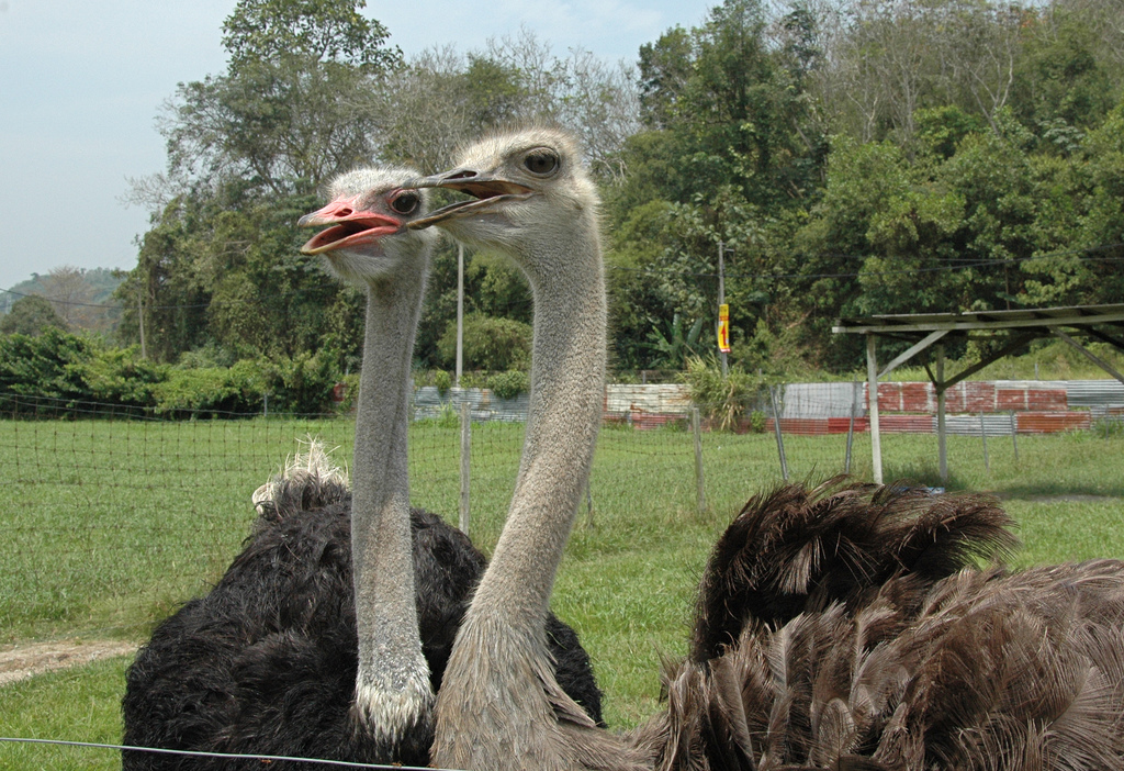 Jelita Ostrich Farm